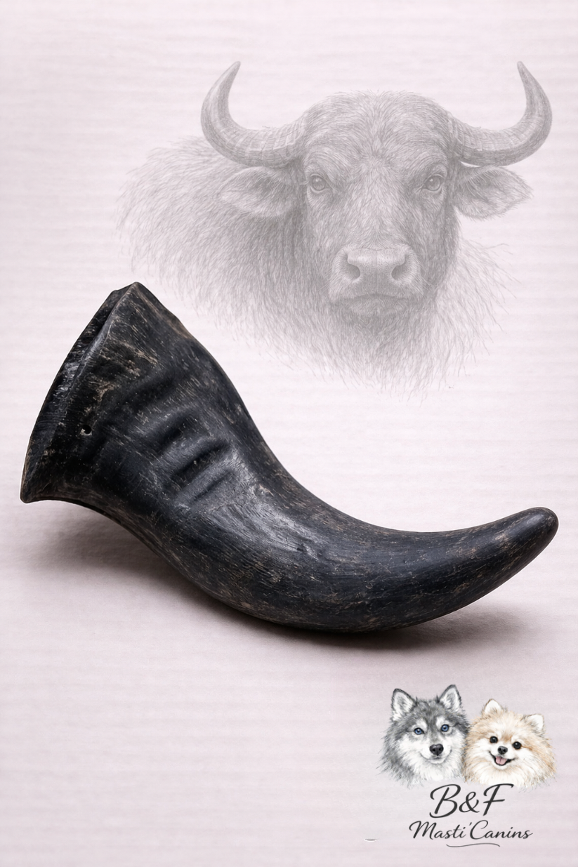 Corne de buffle – Mastication naturelle très longue durée
